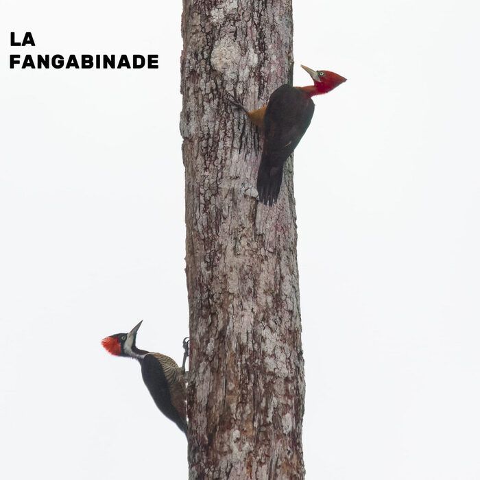 Pochette de « La Fangabinade »
