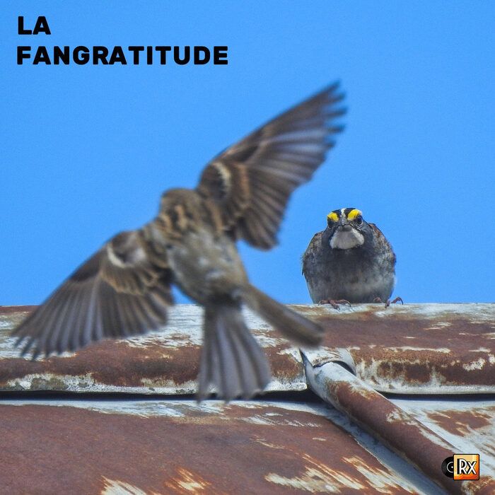 Pochette de « La Fangratitude »